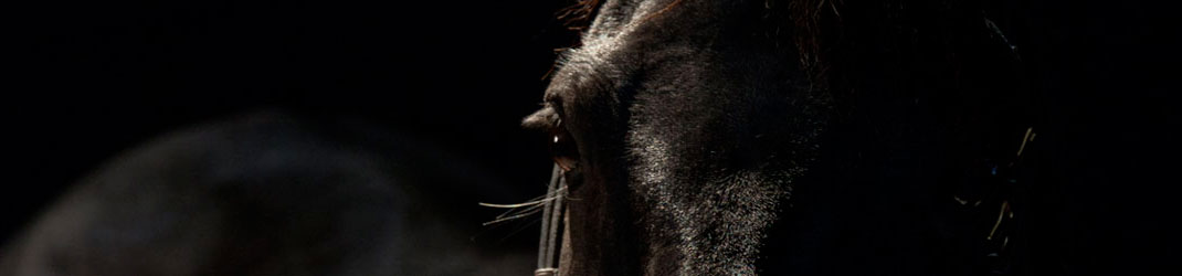 Marie Caroline Brisoux photo de cheval et poney