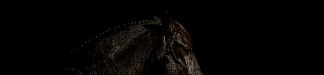 Marie Caroline Brisoux photo de cheval et poney