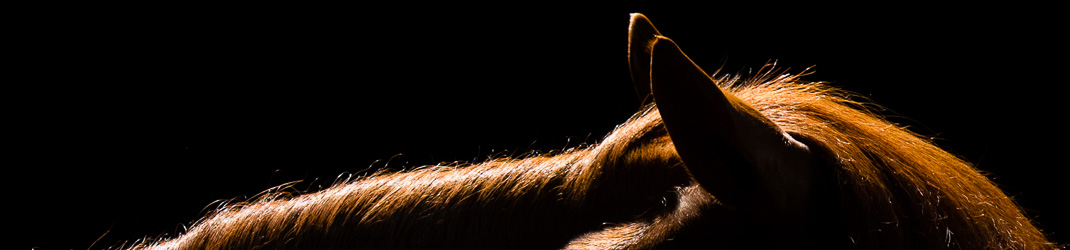 Marie Caroline Brisoux photo de cheval et poney